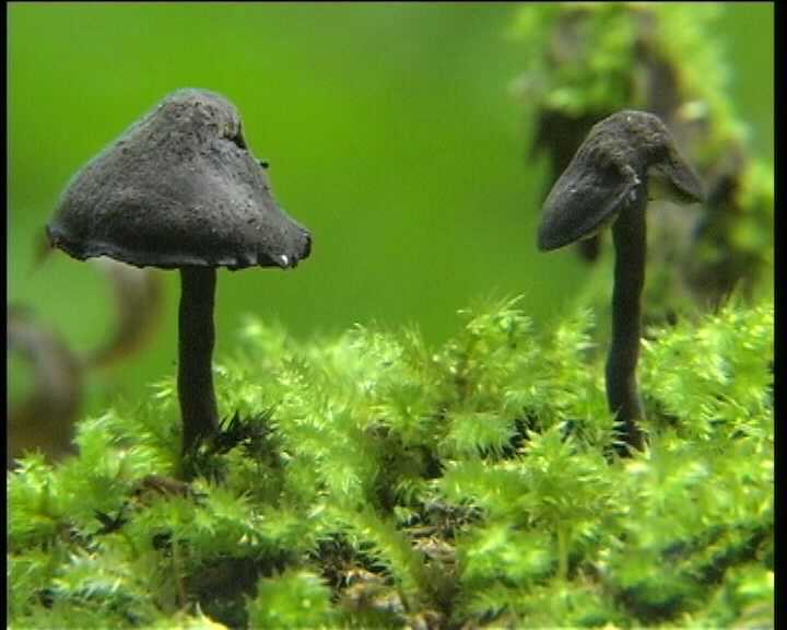 Hydropus atramentosus (Kalchbr.) Kotl. & Pouz.